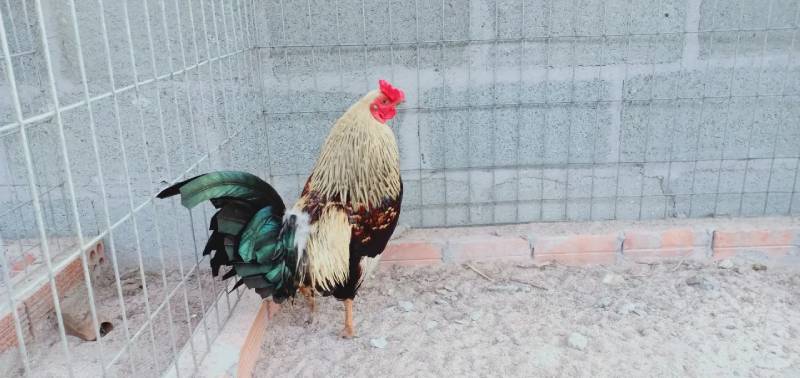 Bí quyết nuôi và chăm sóc gà tre đá độ lớn