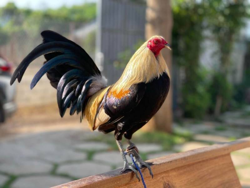 Cách chọn gà tre đá độ lớn chuẩn chiến kê