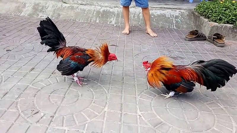 Chiến thuật trong trận