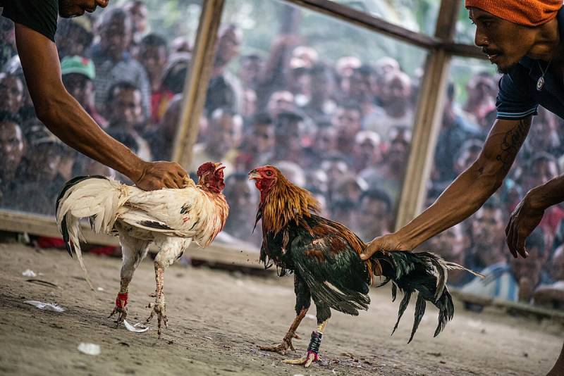 Đá gà Thomo trong mắt người mê gà