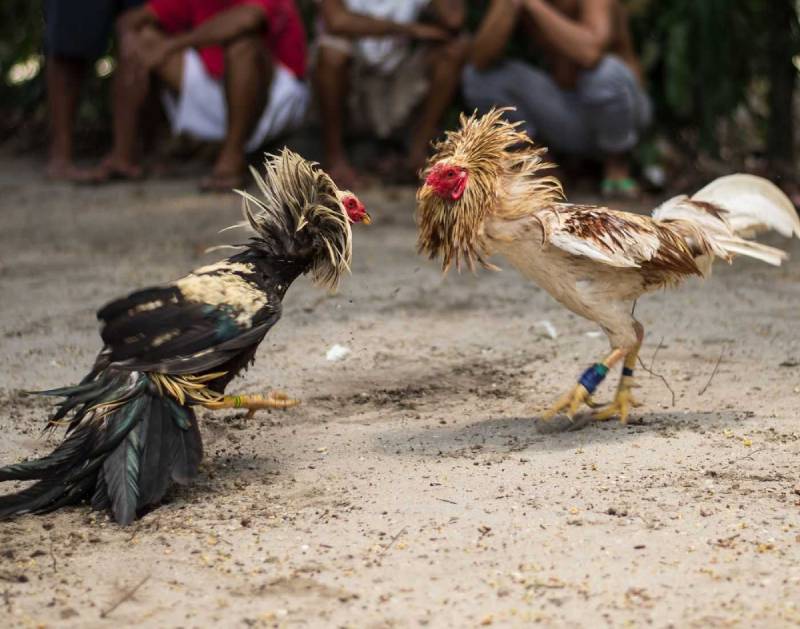 Hình thức thi đấu tại Thomo