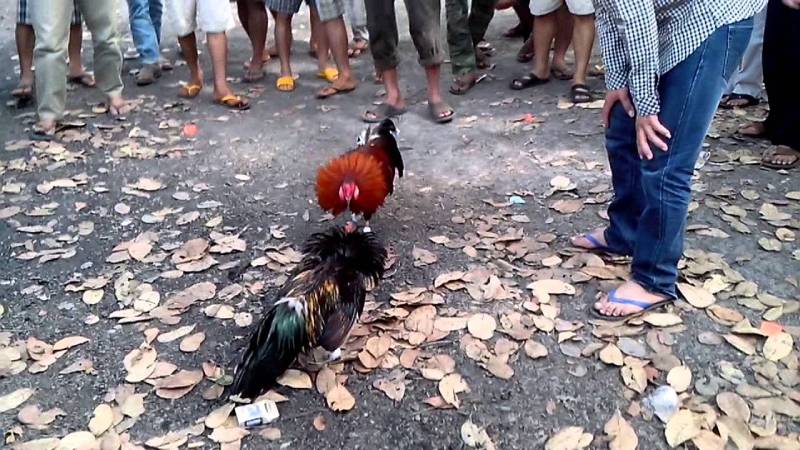 Không khí sôi động tại trường gà miền Tây