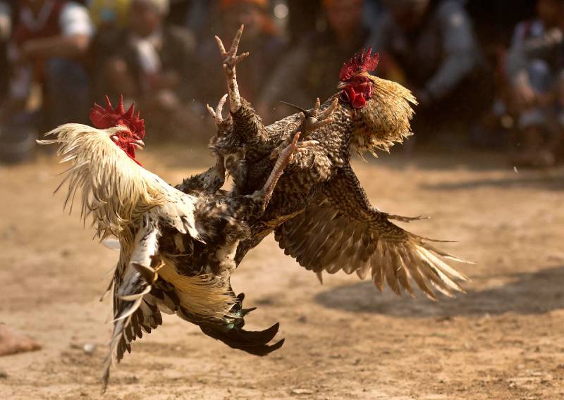 Nguồn gốc và sự phát triển của đá gà Thomo