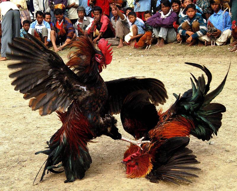 Những lưu ý quan trọng khi chơi đá gà cựa sắt