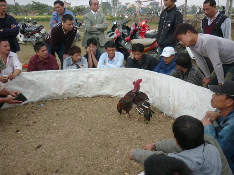 Sự thay đổi của đá gà miền Tây trong thời hiện đại