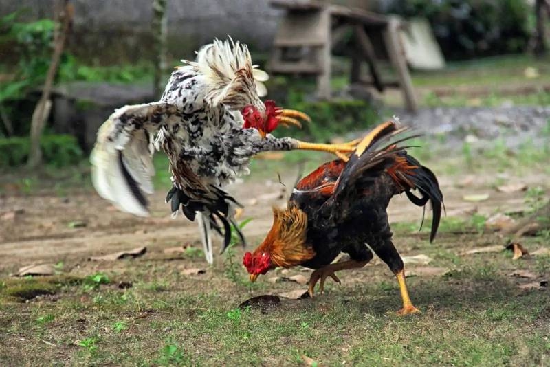 Sức hút của đá gà C1 đối với người mê gà
