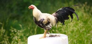 Tuổi Thọ Của Gà Đá - Sự Thật Ít Người Biết